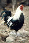 Foxtrot the Rooster
