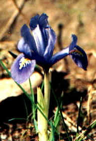 Miniature Iris