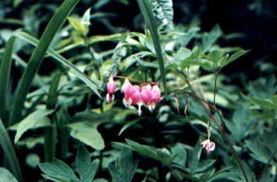 Momma's bleeding hearts