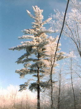 big frosty pine